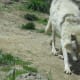 gray-wolf-you-can-help-this-endangered-species