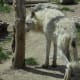 Wolf in Yellowstone