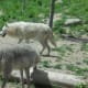 Wolves pictures