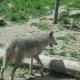 Wolf in Yellowstone