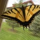 my-wildlife-in-montana-raising-a-swallowtail-butterfly