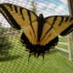 my-wildlife-in-montana-raising-a-swallowtail-butterfly