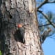 Male and female red-bellied near the nesting cavity.