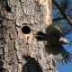 Female flying out to get more food.