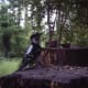 Male Downy Woodpecker