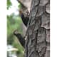 Male red-bellied caring for the fledglings.