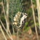 Downy woodpeckers enjoy suet.
