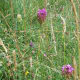 Pyramidal orchids grow on a grassy hillside.