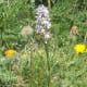 This is a common spotted orchid.