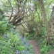 Pictured here are some bluebell woods in Dorset.