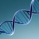 The DNA Double Helix
