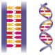 The alphabet rungs will only pair up in a certain way - just like a jigsaw puzzle