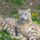 facts-about-snow-leopards