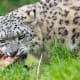 facts-about-snow-leopards