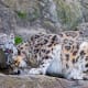 facts-about-snow-leopards