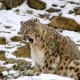 facts-about-snow-leopards