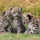 Three siblings: Snöleopard ungar på Cat Survival Trust, Welwyn, Storbritannien.