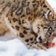 facts-about-snow-leopardit