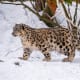 facts-about-snow-leopards