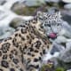 facts-about-snow-leopards