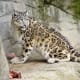 Snow leopard com o jardim zoológico de Zurique e de comer um pouco de carne.