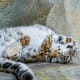 facts-about-snow-leopards