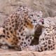 facts-about-snow-leopards