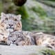 facts-about-snow-leopards