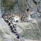 facts-about-snow-leopards