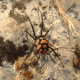 Some black widow spiders have different markings! Some are quite beautiful!