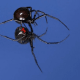 To identify a black widow, look for the dorsal and ventral markings.