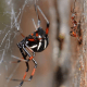 The northern black widow variation.