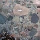 The big rounded gravel particles can be seen clearly in this Conglomerate from Australia!