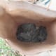 Baby Screech Owls in bag. This was a large nest of owlets for the father to feed.