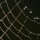 Water can be beautiful as well as functional. Here water vapour in the air has condensed into water droplets around this spiders web. The surface tension of the water keeps the droplets as distinct structures.
