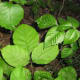 Poison Ivy next to a Box Elder plant. There are similarities, but also differences.
