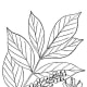 Poison Sumac has a smoother edge to its leaf strcuture