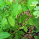 Poison Ivy in Spring and Summer may have small flowers