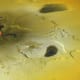 Red-hot lava flows on Io's surface. This is a closeup of the same eruption seen on the dark side of Io in the first snapshot of this gallery.
