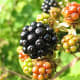 A ripe blackberry surrounded by unripe ones