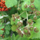 The green berries turn red and then black in late summer and early fall.
