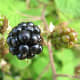 Delicious and ready to pick