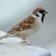 A tree sparrow on a ledge