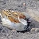 A male house sparrow dust-bathing