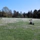 A sea of English daisies in Kew Gardens