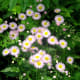 Not every flower that looks like a daisy is one. This is the Philadelphia fleabane.