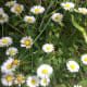 Common daisies in the sun and shade