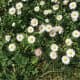 White and pink common daisies