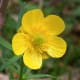 The goldilocks buttercup, or Ranunculus auricomus