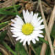 A close-up view of a daisy